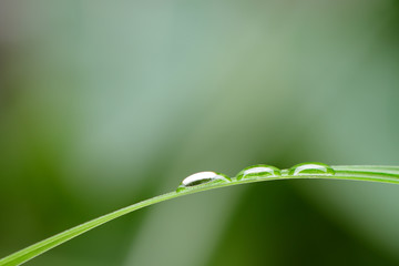 A drop of dew on a blade of grass