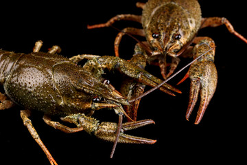 Alive crayfishes on black background close-up