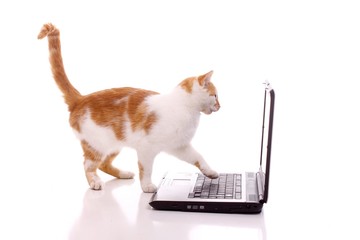 Katze arbeitet am Laptop