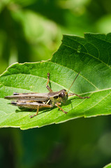 Grasshopper Perched on Green Leaf