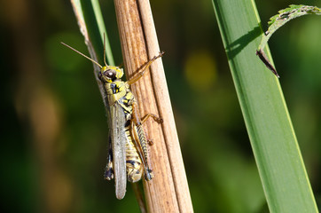 Grasshopper Clinging to a Blade of Grass