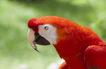 Guacamayo rojo (ara macao)