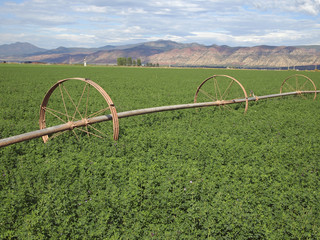 Rural Hay Field