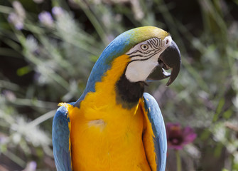 Blue and gold macaw