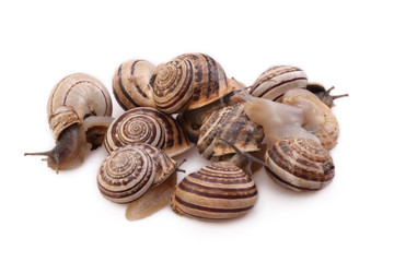 lumache