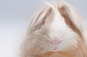 long haired guinea pig