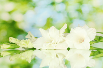 branch of white gladiolus on green background close-up