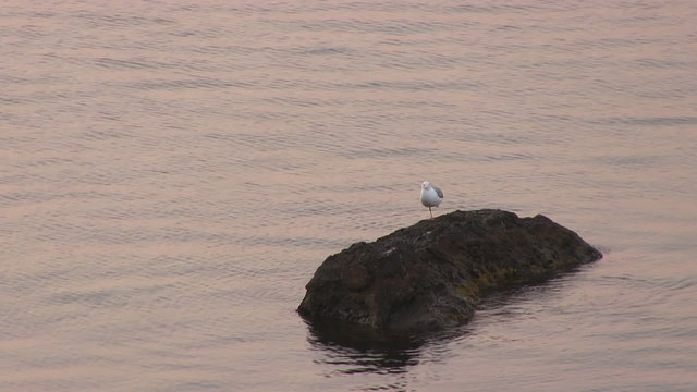 Seagull sitting on a rock near the shore.