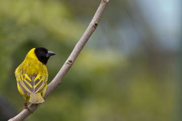 TUrpial de Venezuela (icterus icterus)