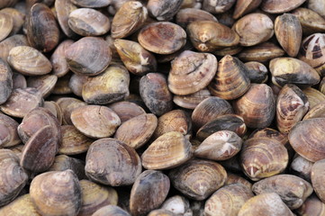 Seafood shellfish