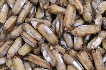 Naklejka premium Seafood shellfish