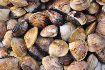 Seafood shellfish