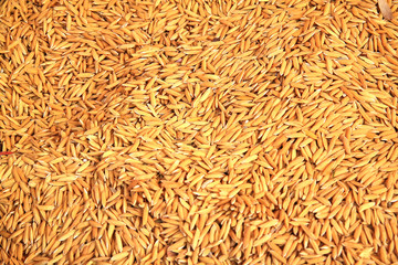 Gold Rice seeds