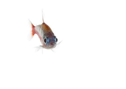 cardinalfish