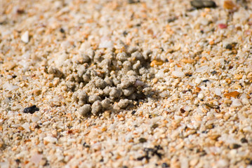 graphic by ghost crab on the beach