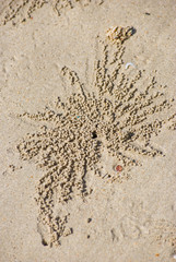 graphic by ghost crab on the beach