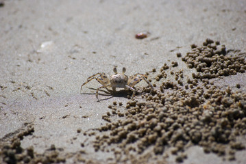 ghost crab on the beach