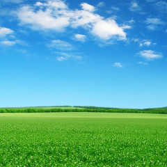 Fototapeta premium green field and blue sky
