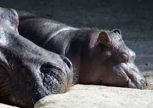 Mom and baby hippo