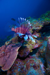 Lionfish (Pterois) near coral, Cayo Largo, Cuba