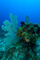 Naklejka premium Coral reef near Cayo Largo, Cuba