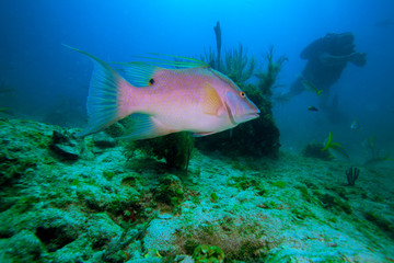 Fototapeta na wymiar Big rose ryby i nurek, Cayo Largo, Kuba