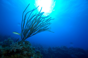 Fototapeta na wymiar Soft Corals near Cayo Largo, Cuba