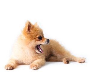 pomeranian dog lied and open mouth