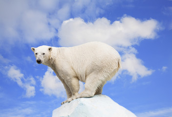 Fototapeta na wymiar Polar bear on an ice floe on a background of the blue sky