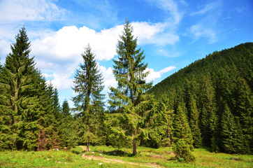 Meadow, Grass, Tree, Foresr, background