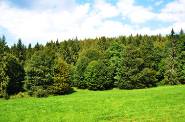 Meadow, Grass, Tree, Foresr, background