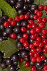 Red and black currant closeup