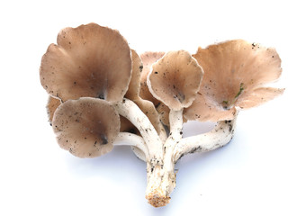 Fresh mushroom on white background