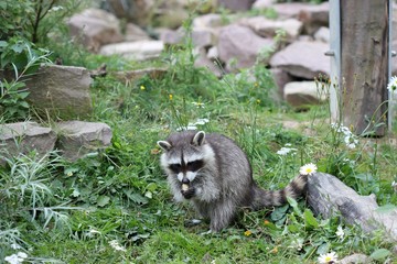 Fressender junger Waschbär