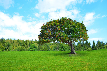 Fototapeta na wymiar Tree, Meadow, Forest, Sky, background