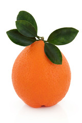 Valencia Orange