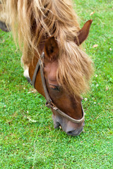 Horse © madredus