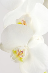 Obraz na płótnie Canvas Orchidee z bliska