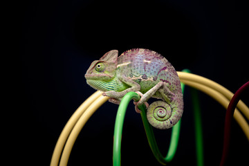 yemen chameleon © arturas kerdokas