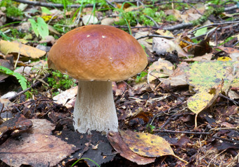 Cep (Boletus edulis)
