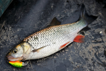 Chub caught on plastic lure