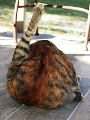 Katzenwäsche