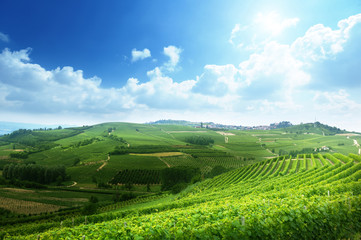 vineyards in Piedmont, Italy