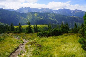 Fototapeta na wymiar piękna łąka góry i sosny