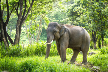 Mature bull elephant with long tusks stands in forest - Powered by Adobe