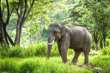 Foto auf Alu-Dibond Reifer Elefantenbulle mit langen Stoßzähnen steht im Wald © hangingpixels