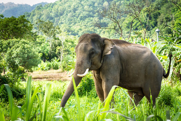Mature bull elephant with long tusks stands in forest