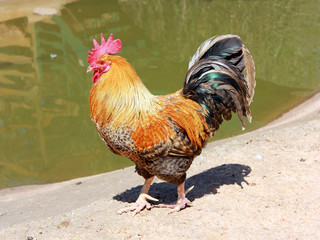 Beautiful Rooster