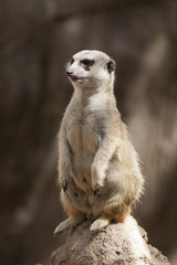 Fototapeta premium meerkat