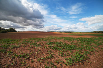 Germination..